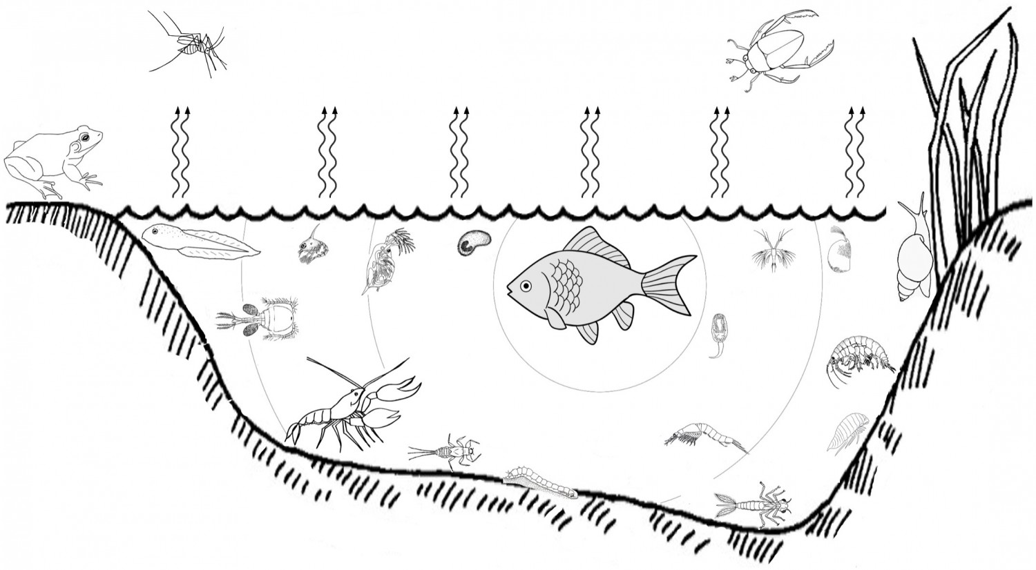 Ихтиологи МГУ систематизировали реакции водных животных на сигналы рыб